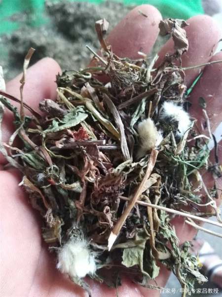 田间一种野菜不寒不热,可以明目清肝降火,有结节的朋友可以多吃(什么野菜清热解毒去火花盆里种的多)