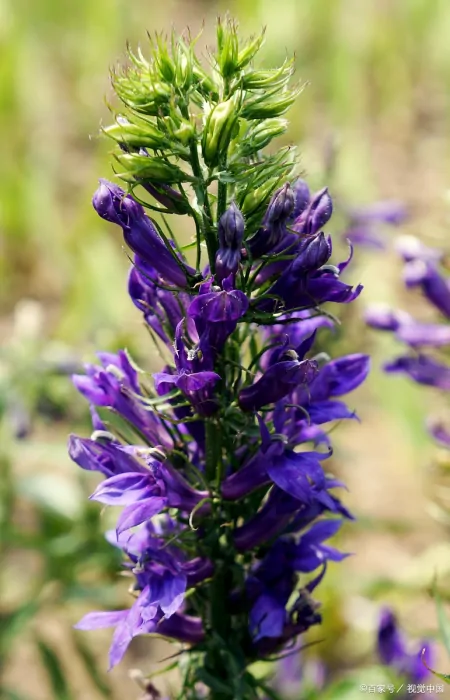 夏枯草的作用与功效及忌讳是啥(夏枯草的作用与功效及忌讳是啥呀)