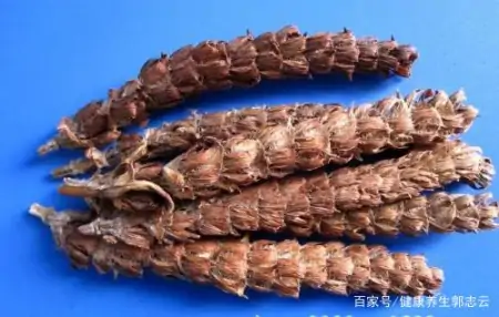 夏枯草的作用与功效及忌讳是啥(夏枯草的作用与功效及忌讳是啥呀)