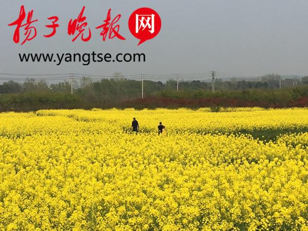 16米高瞭望塔建成,有防火功能,句容唐陵春景还尽收眼底(瞭望塔多少钱一座)