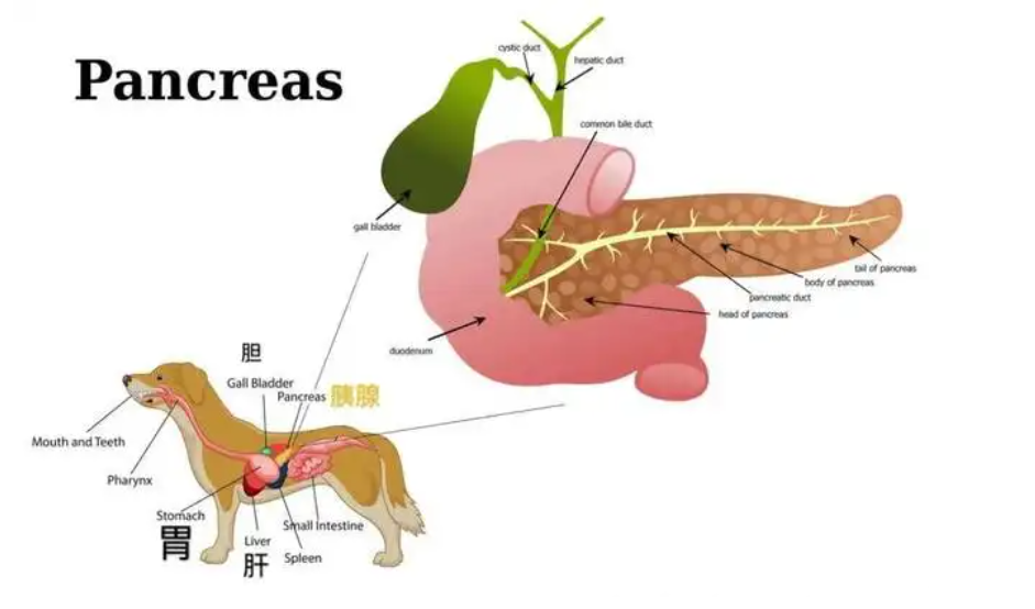 能吃是福?达咩× 警惕这些疾病(能吃是福下一句搞笑)