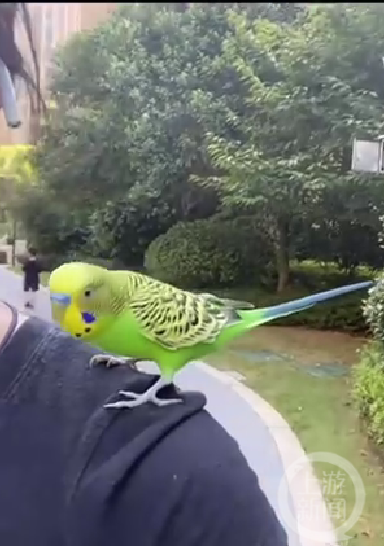 虎皮鹦鹉会说英语唱《孤勇者》(虎皮鹦鹉会唱歌么嘛)