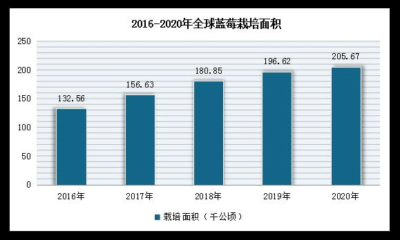 全球最大蓝莓生产国,是哪个国家?(世界蓝莓产量排名)