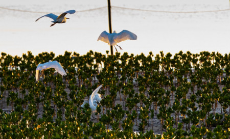 鱼鸟相伴游:“九曲十八弯”中的生态天堂(九曲十八弯什么生肖)