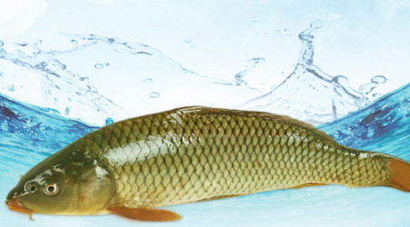 鱼鸟相伴游:“九曲十八弯”中的生态天堂(九曲十八弯什么生肖)