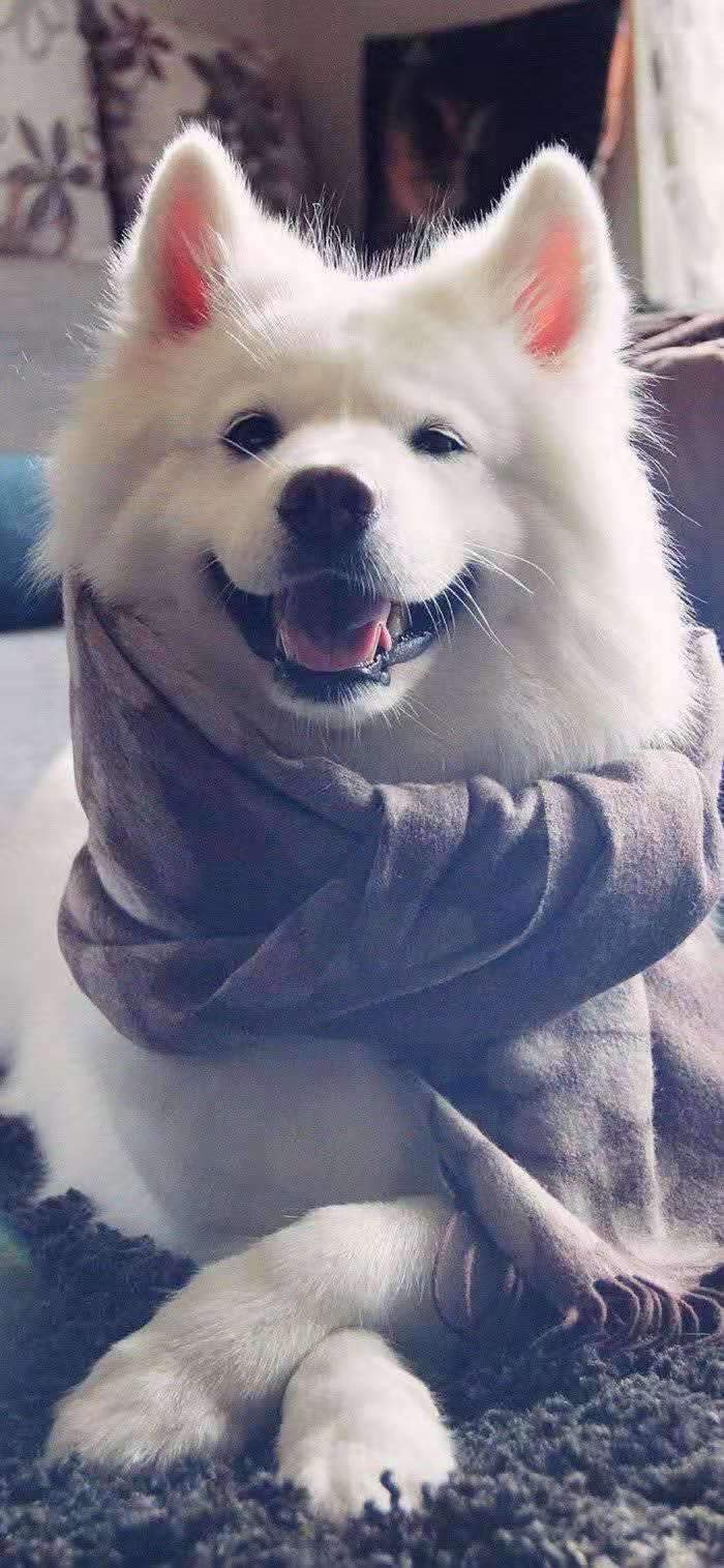 犬瘟热的症状和治疗方法(犬瘟热的症状和治疗方法有哪些)