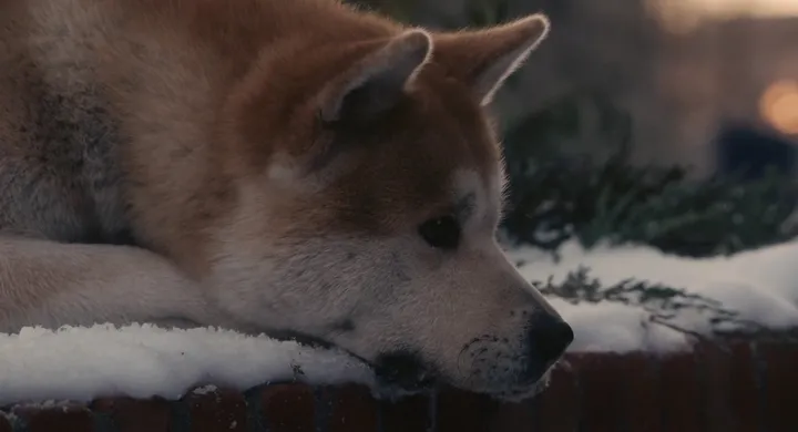 【狗语者说-56-】忠犬八公,以及它背后的故事