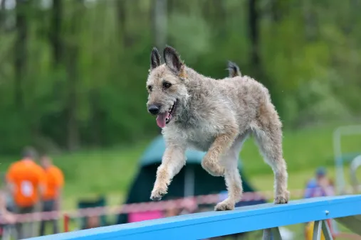 【狗语者说-56-】忠犬八公,以及它背后的故事