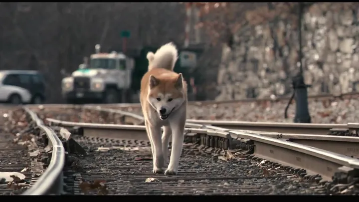 【狗语者说-56-】忠犬八公,以及它背后的故事