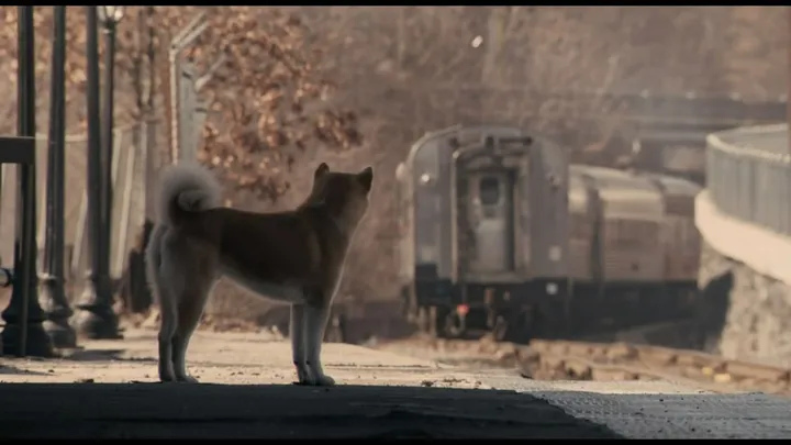 【狗语者说-56-】忠犬八公,以及它背后的故事