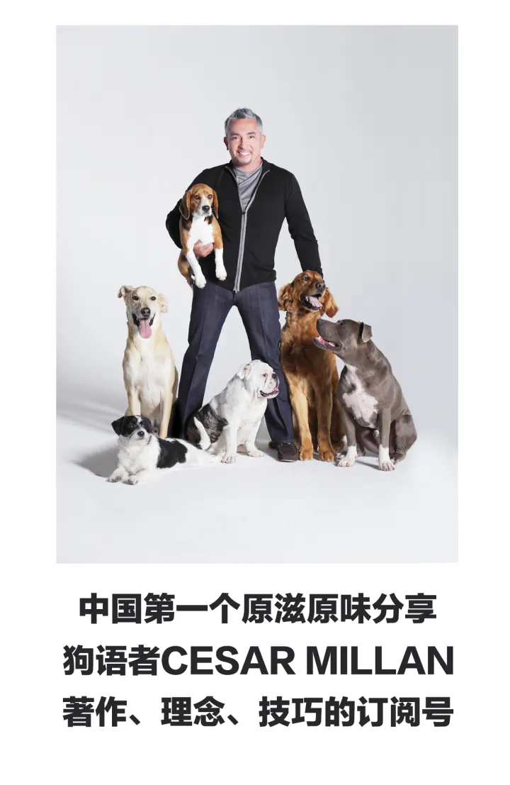 【狗语者说-56-】忠犬八公,以及它背后的故事