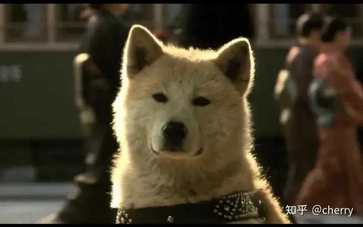 《忠犬八公》一条等待主人十年的狗狗