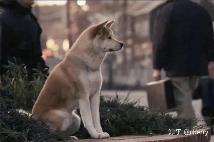 《忠犬八公》一条等待主人十年的狗狗