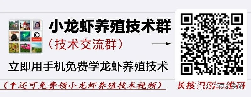 中国引进“新型”龙虾,一只重达1斤,小龙虾的地位不保?