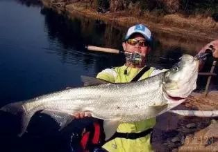 中国引进“新型”龙虾,一只重达1斤,小龙虾的地位不保?