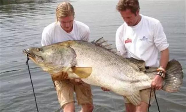 中国引进“新型”龙虾,一只重达1斤,小龙虾的地位不保?