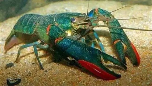 中国引进“新型”龙虾,一只重达1斤,小龙虾的地位不保?