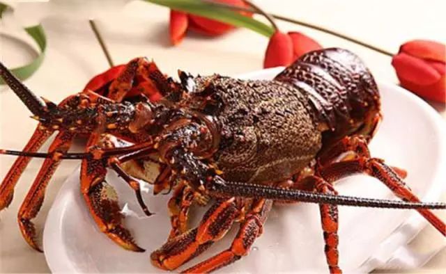 中国引进“新型”龙虾,一只重达1斤,小龙虾的地位不保?