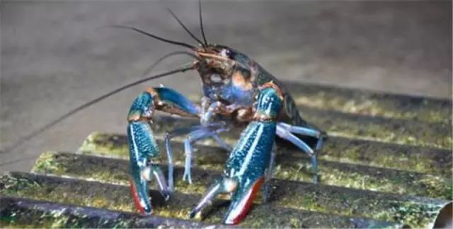 中国引进“新型”龙虾,一只重达1斤,小龙虾的地位不保?