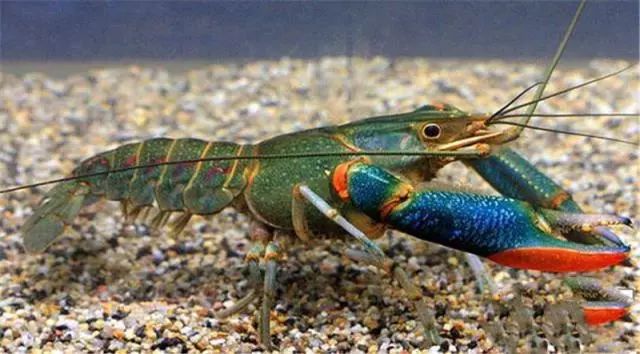 中国引进“新型”龙虾,一只重达1斤,小龙虾的地位不保?