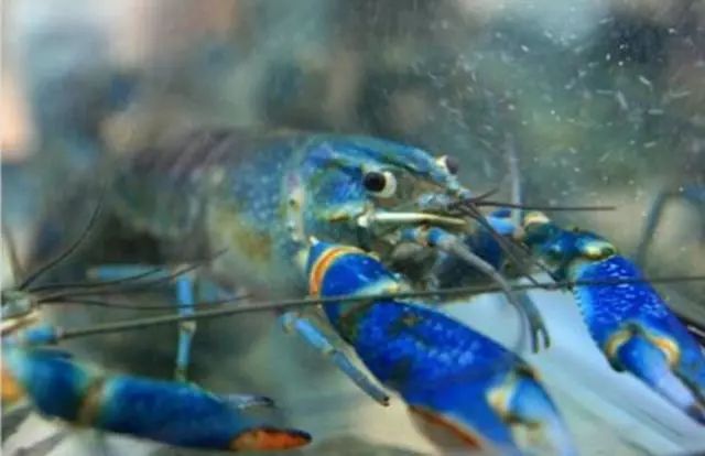 中国引进“新型”龙虾,一只重达1斤,小龙虾的地位不保?