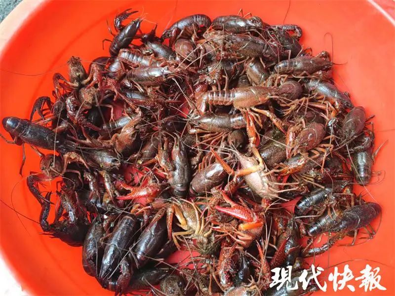 最低15元一斤,小龙虾价格近“腰斩”