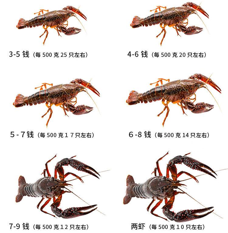 餐饮老板注意:小龙虾进货必踩的坑