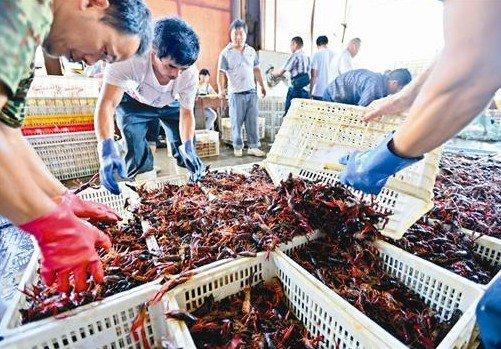 餐饮老板注意:小龙虾进货必踩的坑