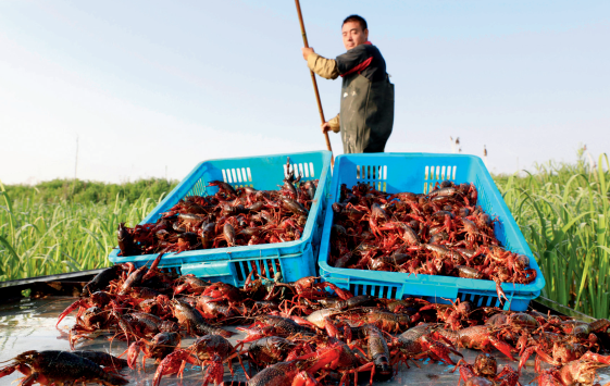 餐饮老板注意:小龙虾进货必踩的坑
