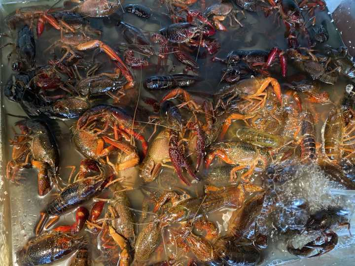 夏天来了,杭城小龙虾也便宜啦