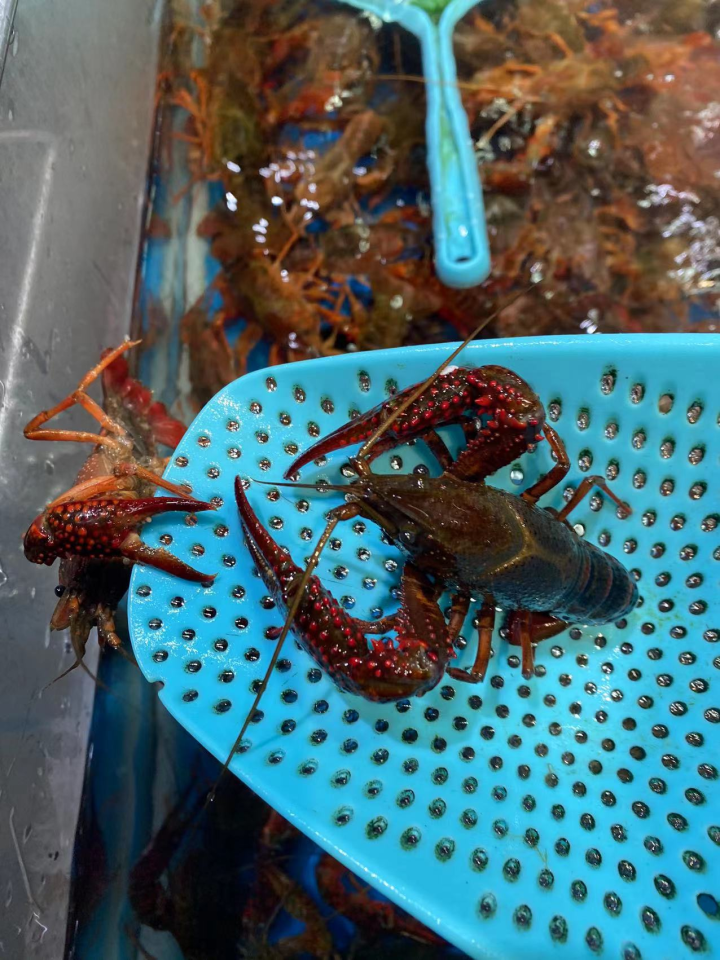 夏天来了,杭城小龙虾也便宜啦