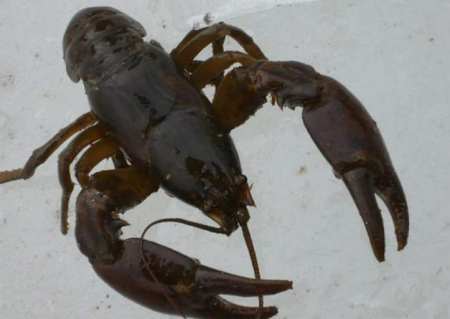 国产“小龙虾”终被发现,一斤50元,味鲜又干净,却少有人知道