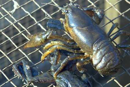 国产“小龙虾”终被发现,一斤50元,味鲜又干净,却少有人知道