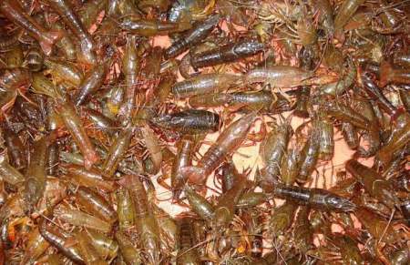 国产“小龙虾”终被发现,一斤50元,味鲜又干净,却少有人知道