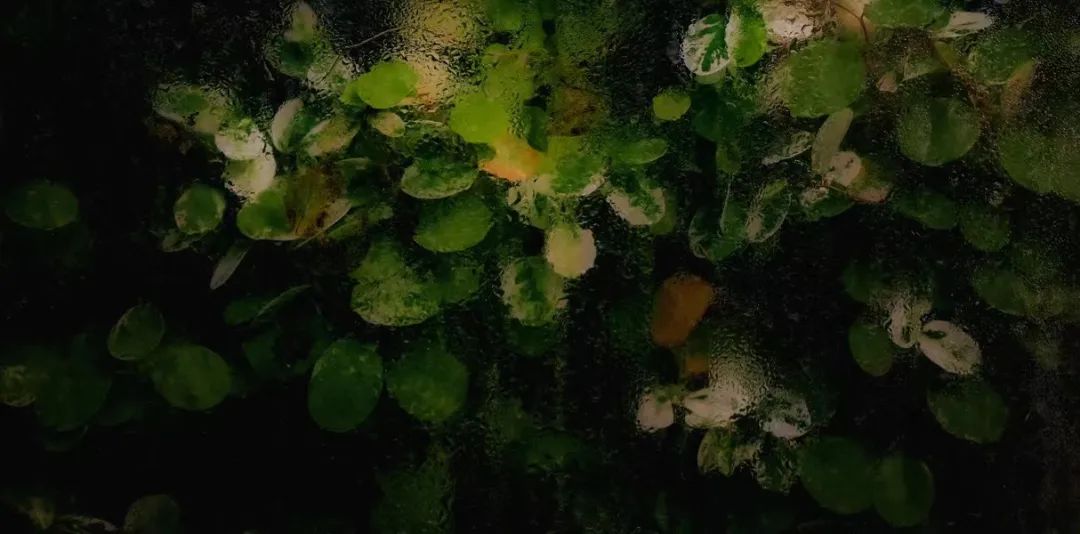 夜 · 深读|我记得当时雾气迷漫