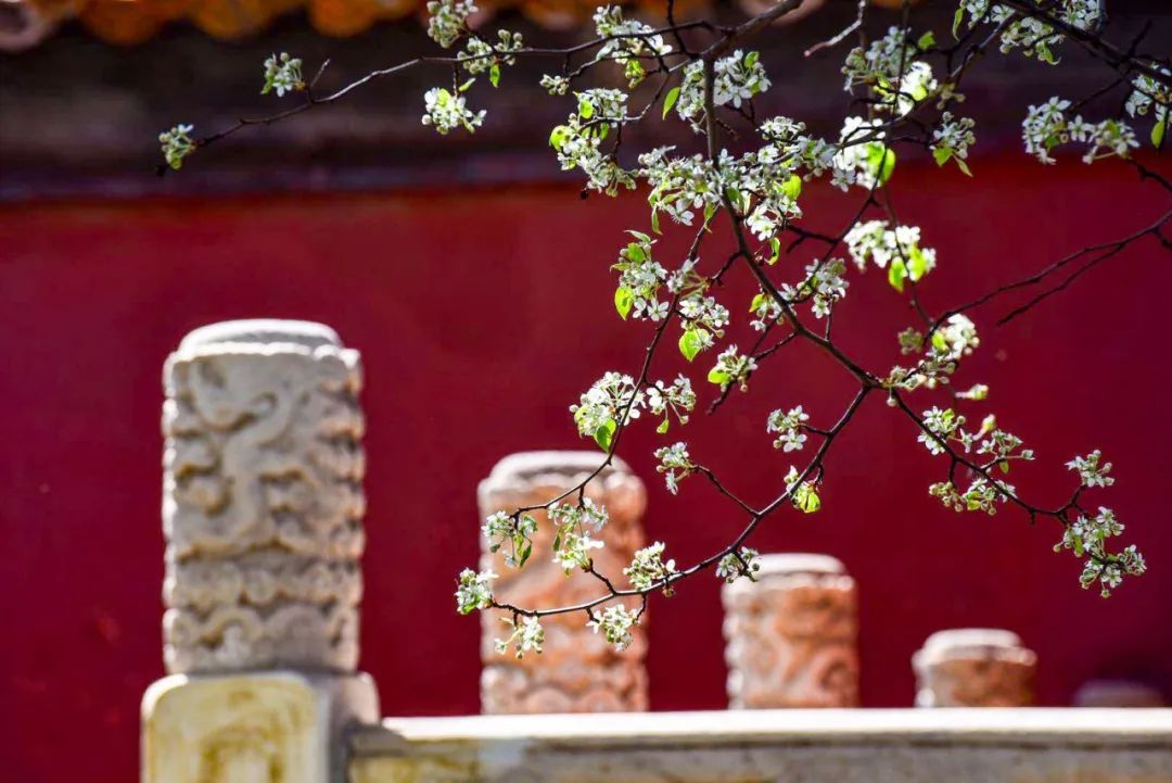 明十三陵长陵、定陵景区5月3日有序恢复开放-明十三陵定陵开放了吗