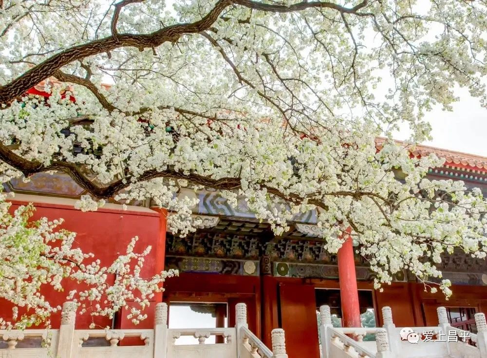 明十三陵长陵、定陵景区5月3日有序恢复开放-明十三陵定陵开放了吗