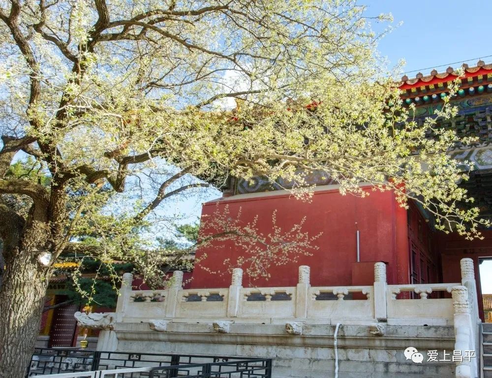 明十三陵长陵、定陵景区5月3日有序恢复开放-明十三陵定陵开放了吗