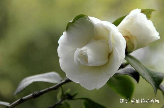 五星级酒店用什么香味?看过就知道了-五星级酒店香味怎么出来的