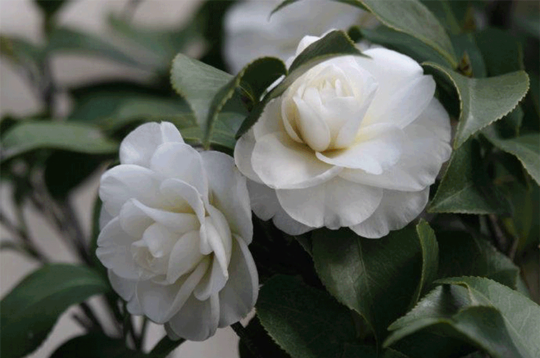 五星级酒店香味带回家,大牌同厂无火香薰,升级你家的味道!-五星级酒店用的香薰是什么牌子的好