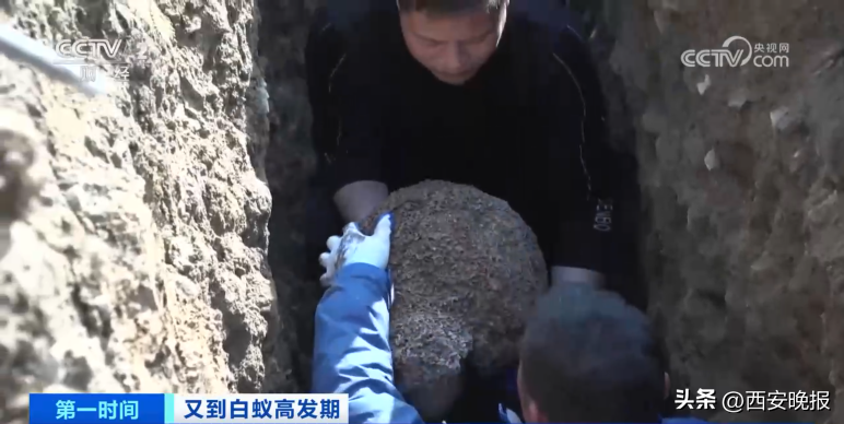 危险!浙江一大坝挖出超百万只白蚁,三只蚁后已生长十几年(白蚁毁堤坝)