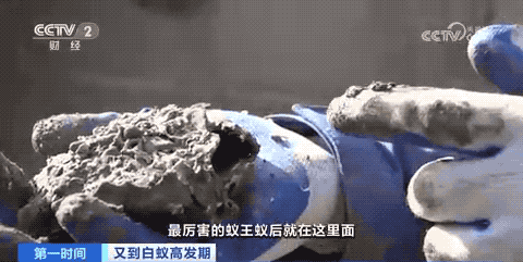 危险!浙江一大坝挖出超百万只白蚁,三只蚁后已生长十几年(白蚁毁堤坝)