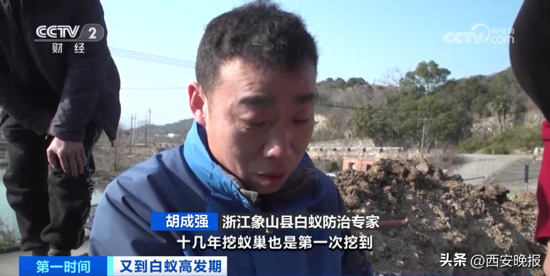 危险!浙江一大坝挖出超百万只白蚁,三只蚁后已生长十几年(白蚁毁堤坝)