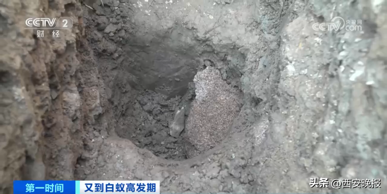 危险!浙江一大坝挖出超百万只白蚁,三只蚁后已生长十几年(白蚁毁堤坝)