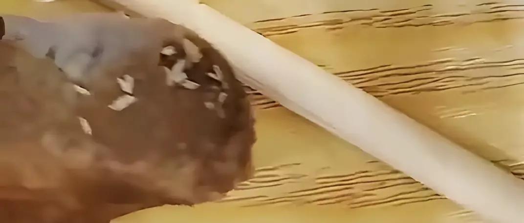 吐了!女子吃黄焖排骨发现满嘴是蛆,供货商:赔偿100块!(排骨长蛆了能吃吗图片)