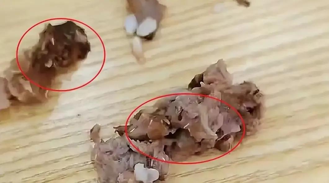吐了!女子吃黄焖排骨发现满嘴是蛆,供货商:赔偿100块!(排骨长蛆了能吃吗图片)