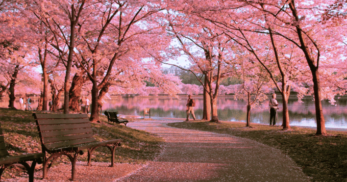 公务员面试热点-科技护航,文明赏花(公务员常见面试题及参考答案)