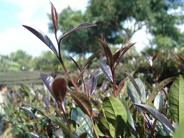 【产品篇】茶中软黄金~~紫娟茶-紫娟是普洱茶的一种吗