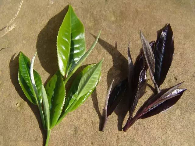 【产品篇】茶中软黄金~~紫娟茶-紫娟是普洱茶的一种吗