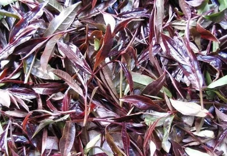 【产品篇】茶中软黄金~~紫娟茶-紫娟是普洱茶的一种吗